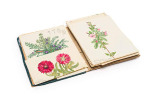 Isaac Louis Drège; Thirty botanical drawings