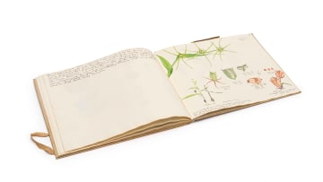 Isaac Louis Drège; A sketchbook of twenty-nine botanical watercolour studies