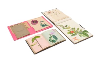 Isaac Louis Drège; A collection of Botanical watercolour studies, research and field notebooks and loose ephemera, nine