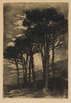 Nita Spilhaus; Cape Firs