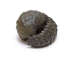 Donald Greig; Pangolin Ball
