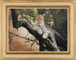 Hannes du Plessis; Leopard in a Tree