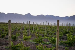Boschkloof Wines; CWG Auction Epilogue; 2024; 12 (2 x 6); 750ml