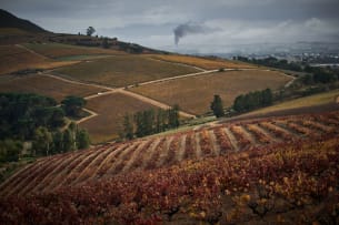 Warwick Wine Estate; Auction Cabernet Franc - Cabernet Sauvignon; 2023; 12 (2 x 6); 750ml