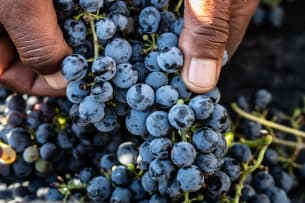 David Finlayson Wines; Sleepless Nights Grenache Noir; 2024; 12 (2 x 6); 750ml