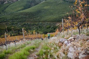 De Trafford Winery; Chenin Blanc L17; 2025; 12 (2 x 6); 750ml