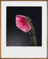 Jac de Villiers; Hoodia Gordonii