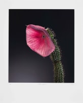 Jac de Villiers; Hoodia Gordonii