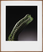 Jac de Villiers; Crassula Pyramidalis