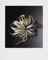 Jac de Villiers; Tillandsia Xerographica