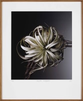 Jac de Villiers; Tillandsia Xerographica