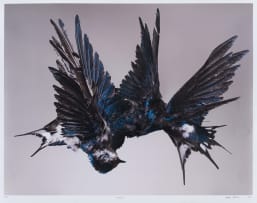 Steven Bosch; Migrate