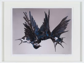 Steven Bosch; Migrate