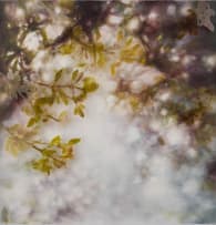 Ingrid Uys; Dis Nie Alles Maanskyn en Rose Nie (It Is Not All Moonshine and Roses)