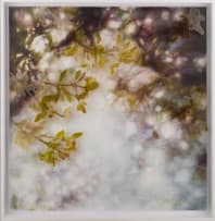 Ingrid Uys; Dis Nie Alles Maanskyn en Rose Nie (It Is Not All Moonshine and Roses)