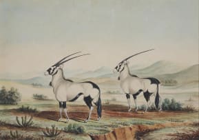 British School, 19th Century; Gemsbok (Onyx)