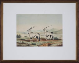 British School, 19th Century; Gemsbok (Onyx)