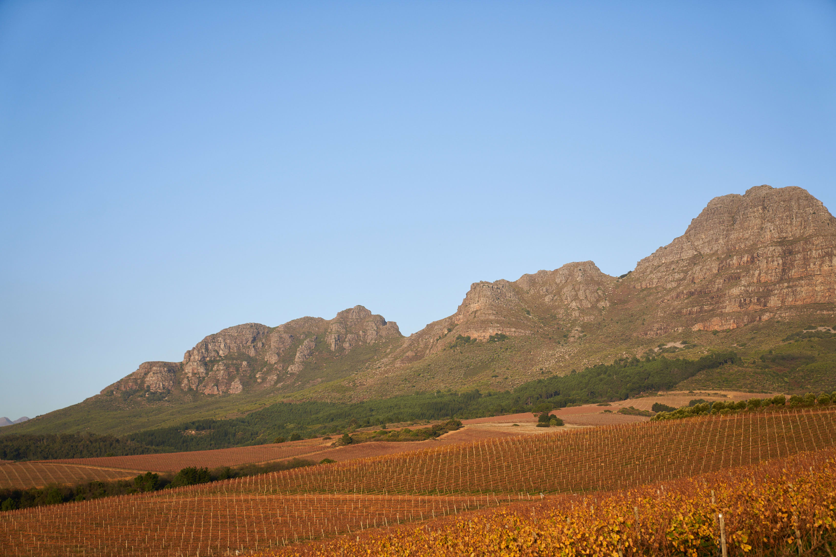 Ernie Els Wines; CWG; 2019; 24 (4 x 6); 750ml Strauss & Co