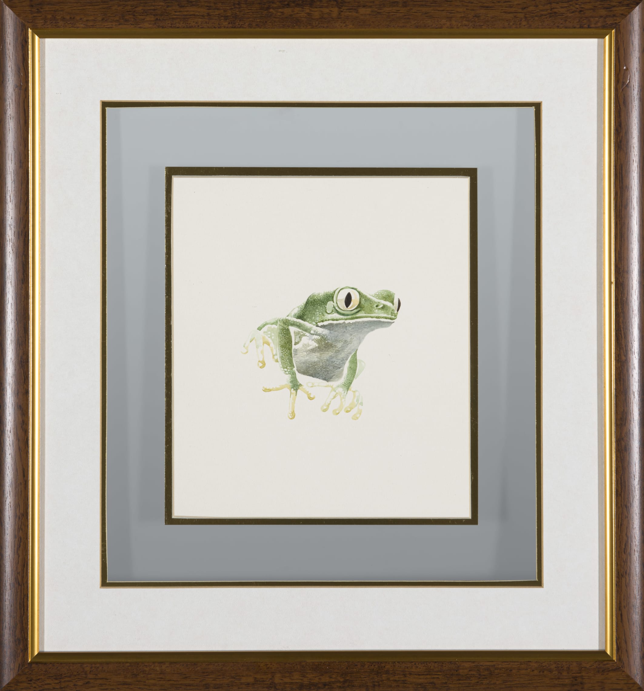 Frogs, four by Leigh Voigt | Strauss & Co