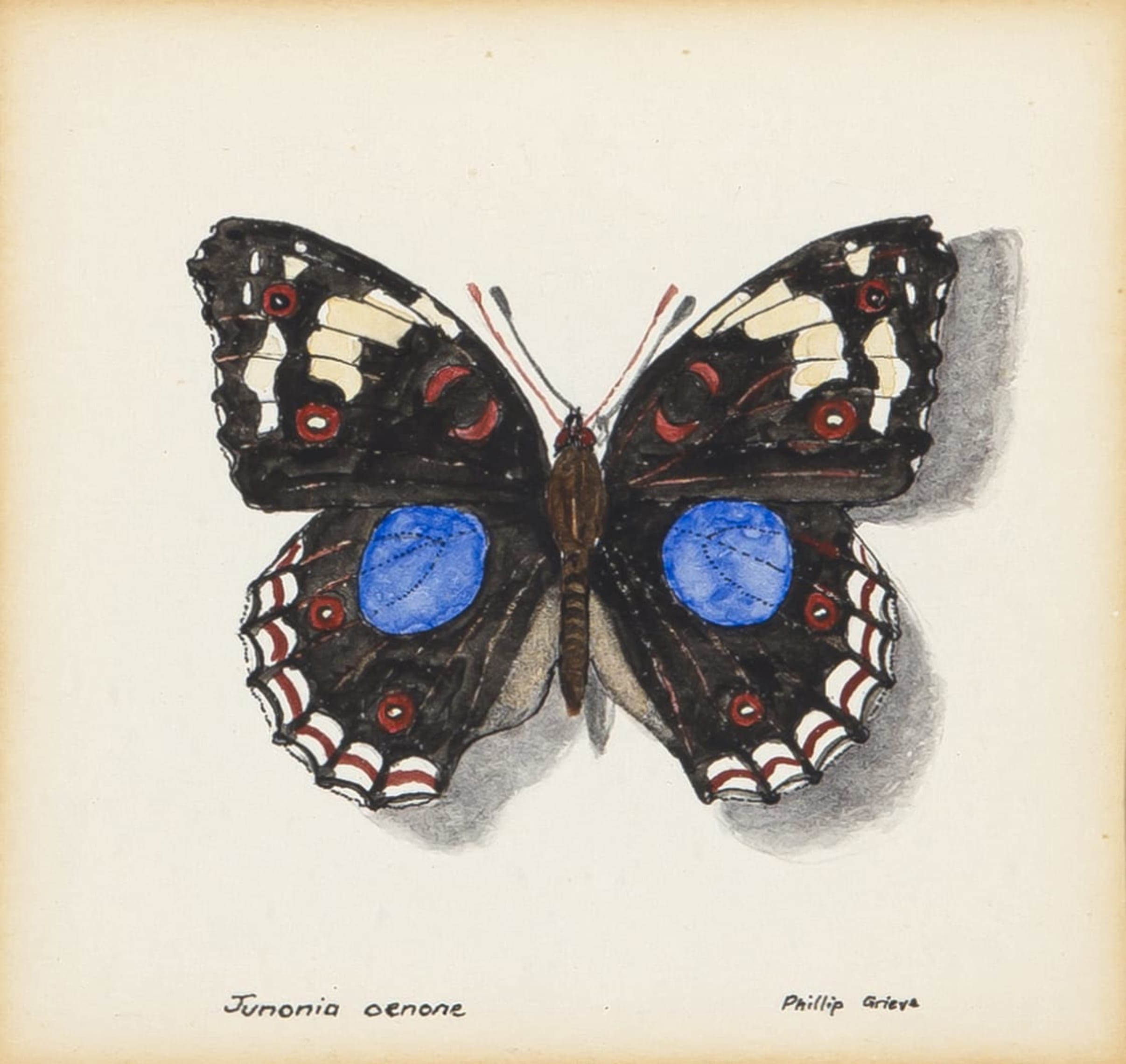 Junonia oenone (Blue Pansy Butterfly) Artwork by Phillip Grieve ...